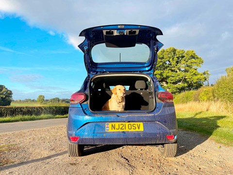 Molly our golden retriever checks out Sandero boot